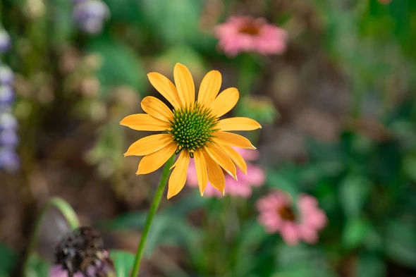 AF_35mm_F1.8_II_EVO_FE_-img23